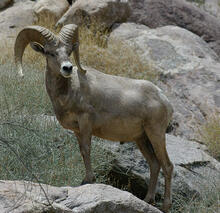 Ovis canadensis